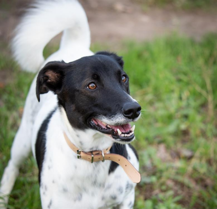 Photo #11 de Lacoste