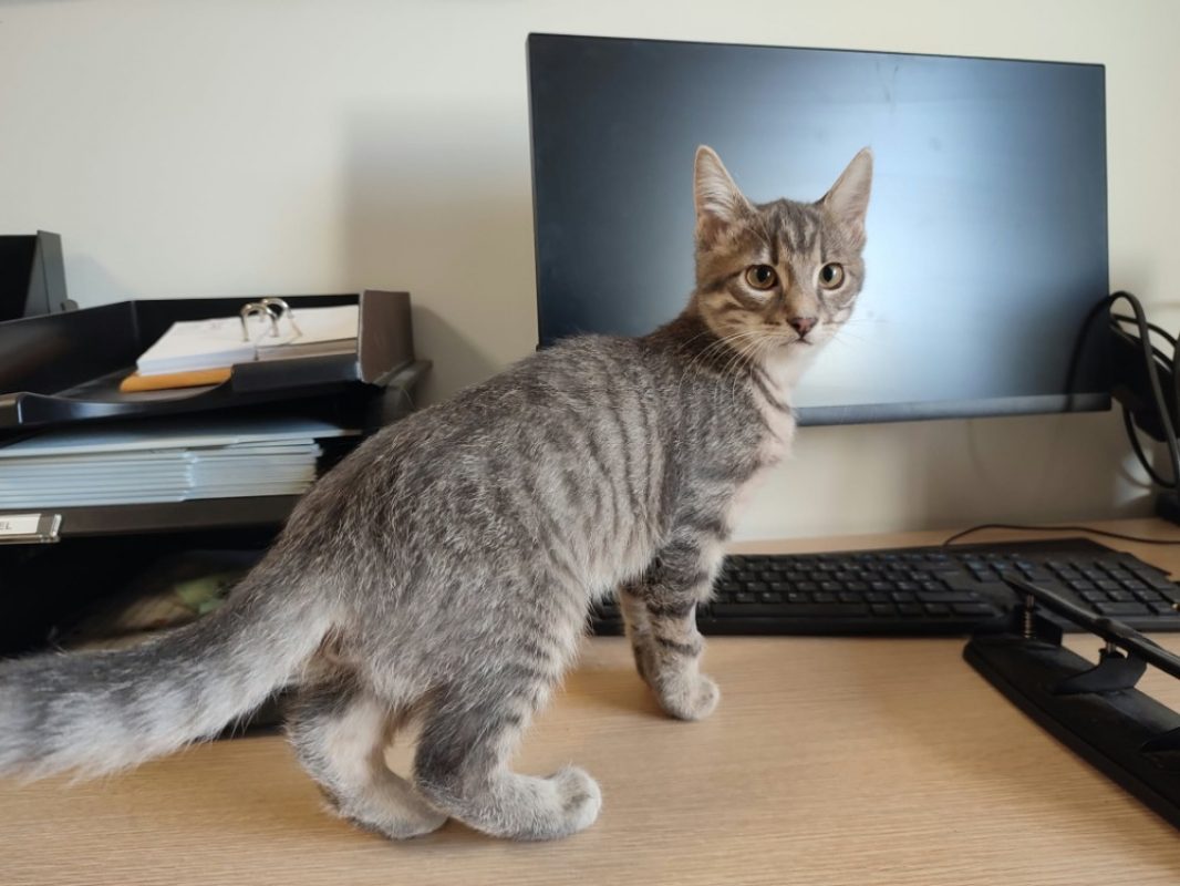 Zaire - Chat Européen à adopter