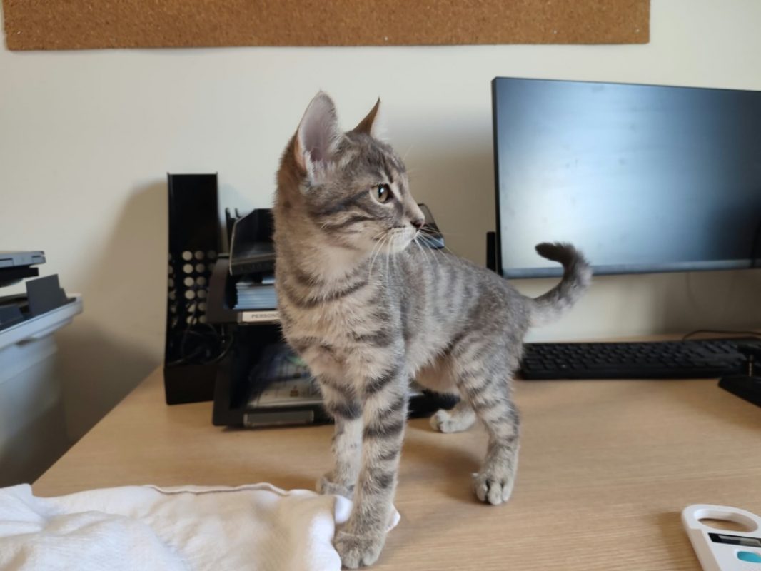 Zaire - Chat Européen à adopter - photo 2