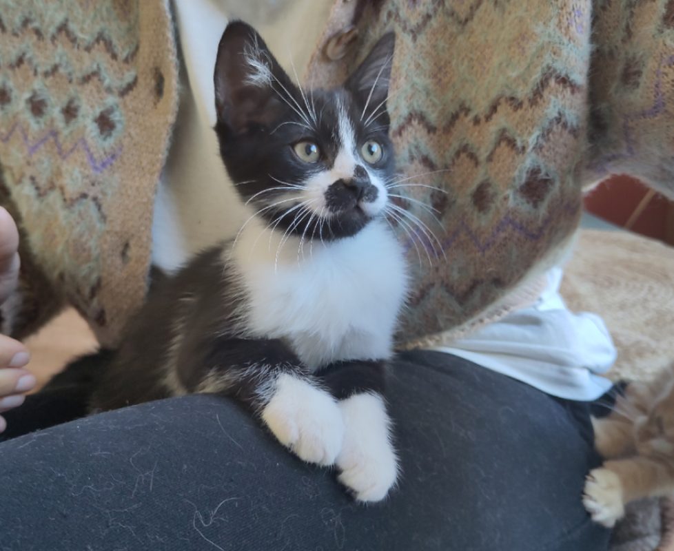 Socks - Chat Européen à adopter