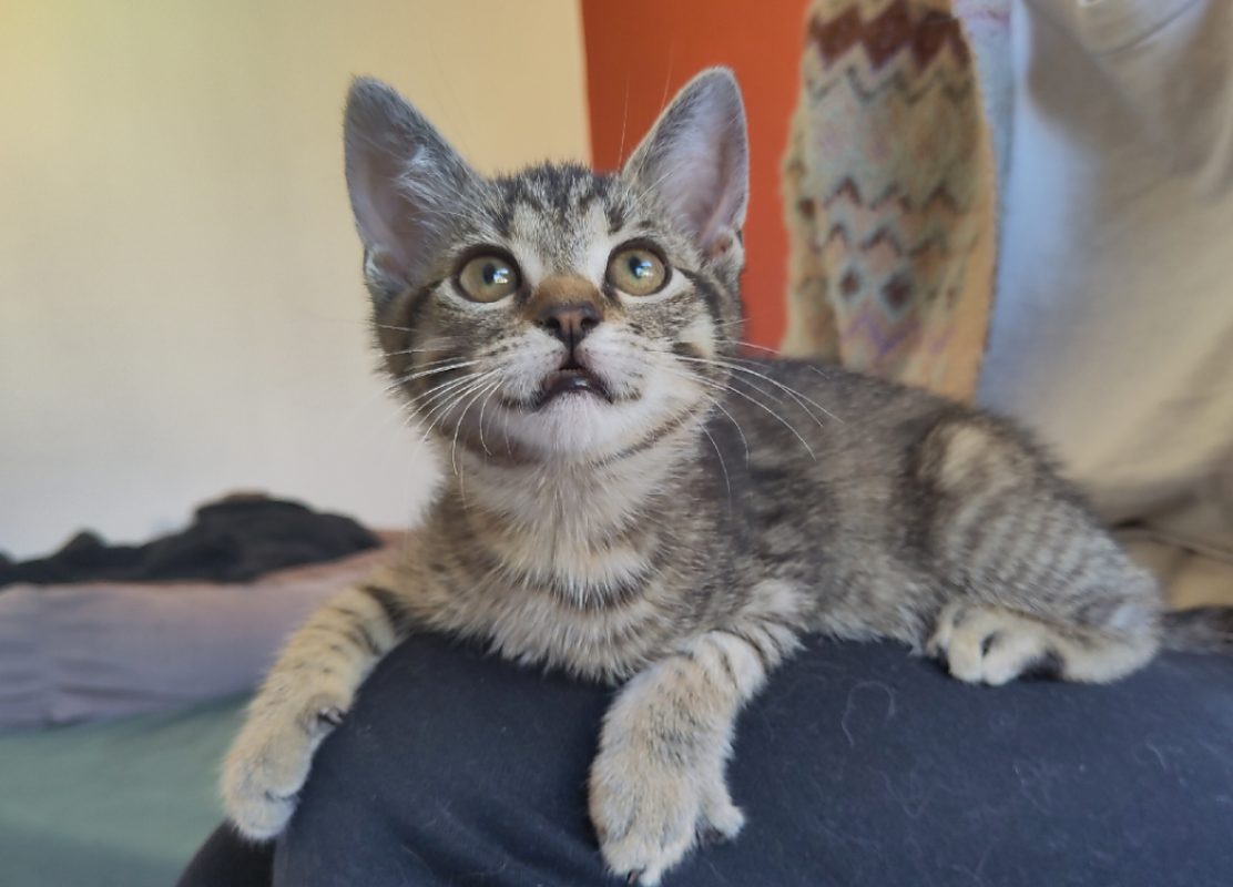 Minus - Chat Européen à adopter