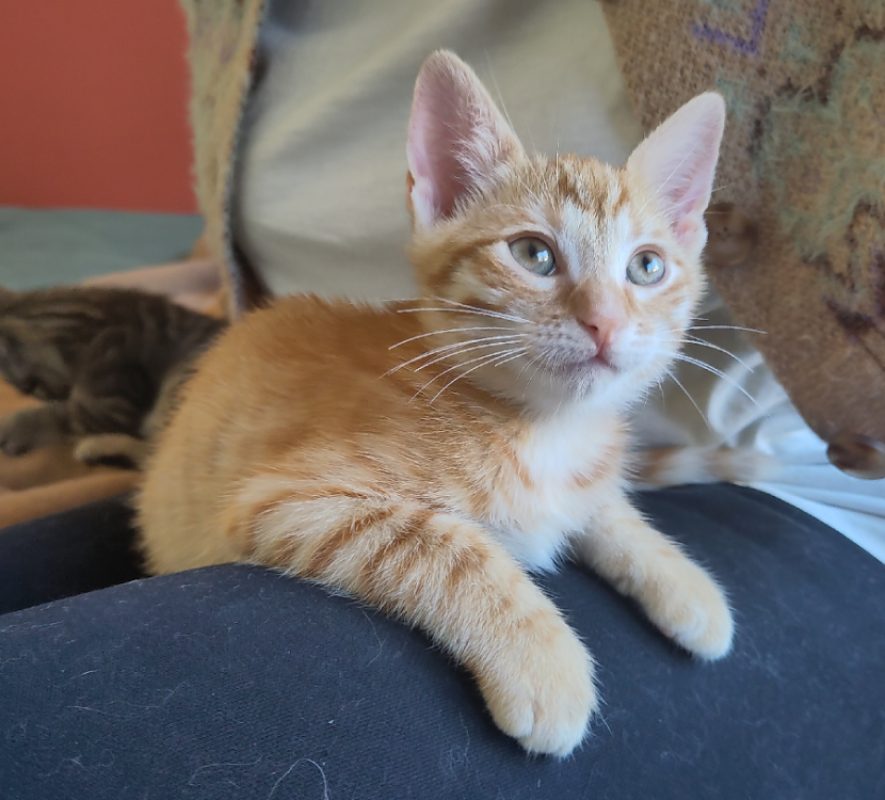 Lockhart - Chat Européen à adopter