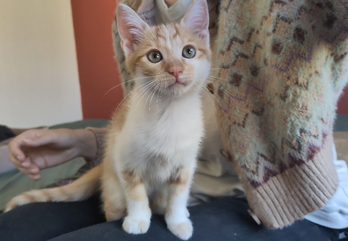 Billy - Chat Européen à adopter