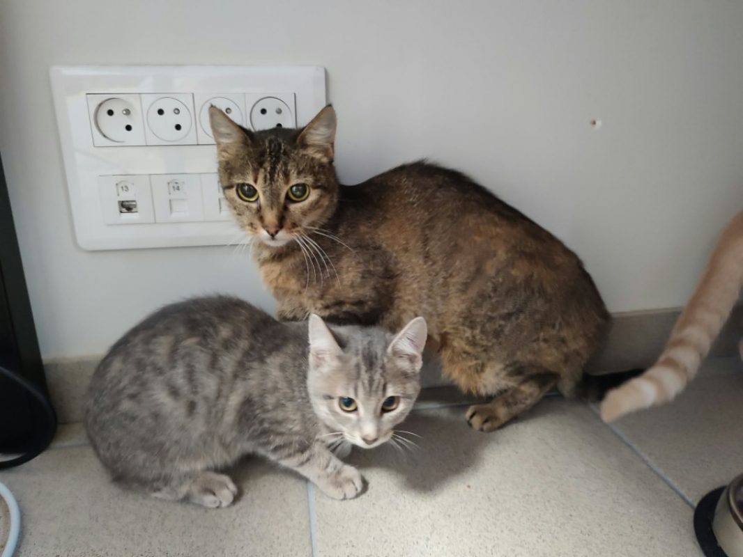 Lacroix - Chat Européen à adopter