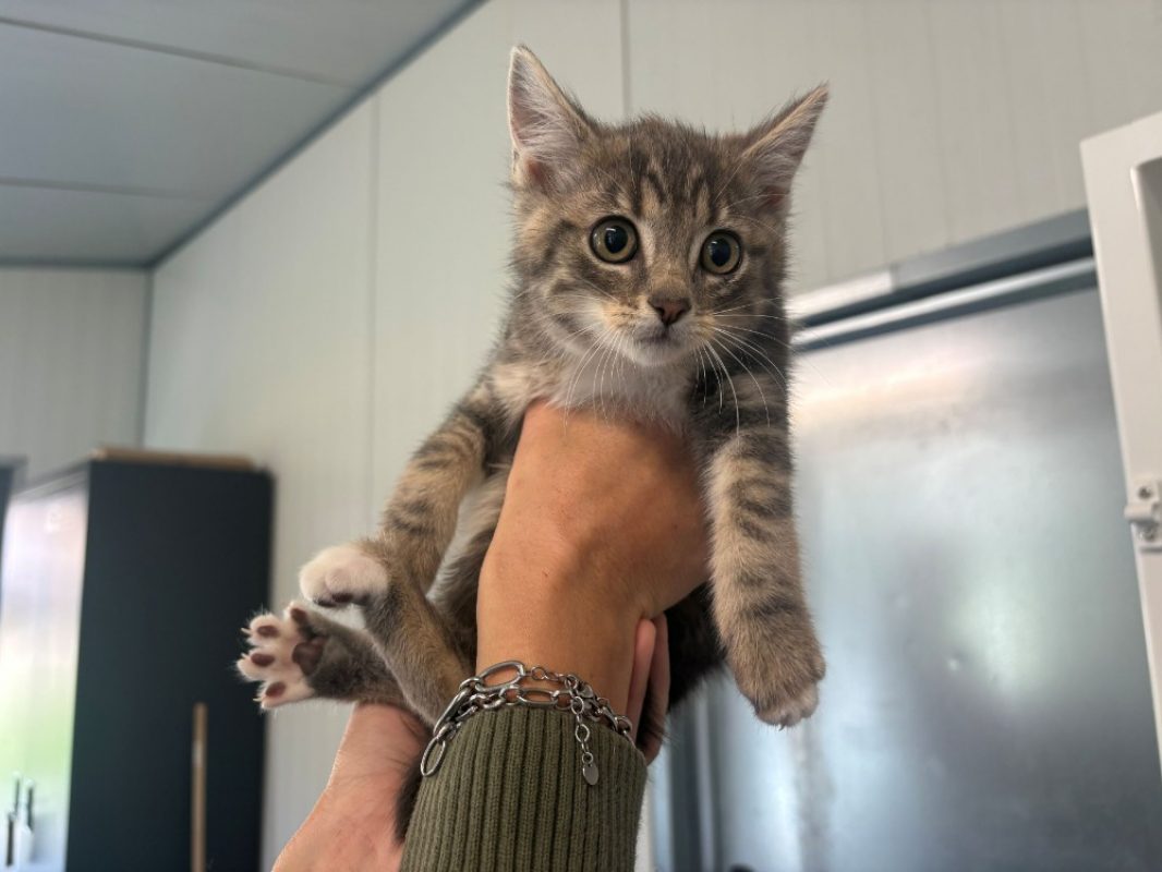 Sniper - Chat Européen à adopter