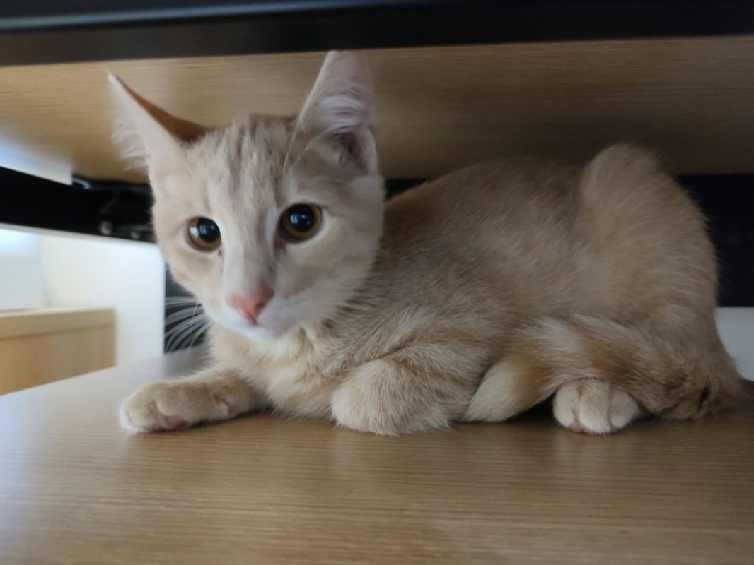 Emery - Chat Européen à adopter