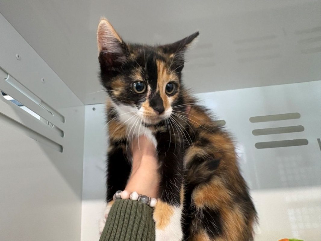 Mimine - Chat Européen à adopter