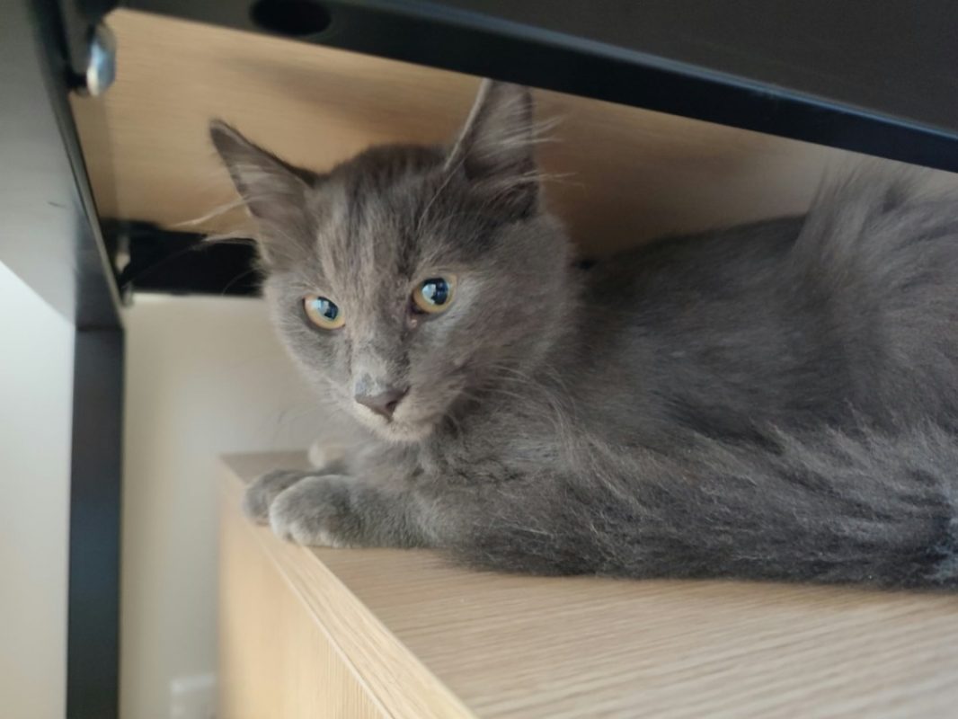 Upamecano - Chat Européen à adopter