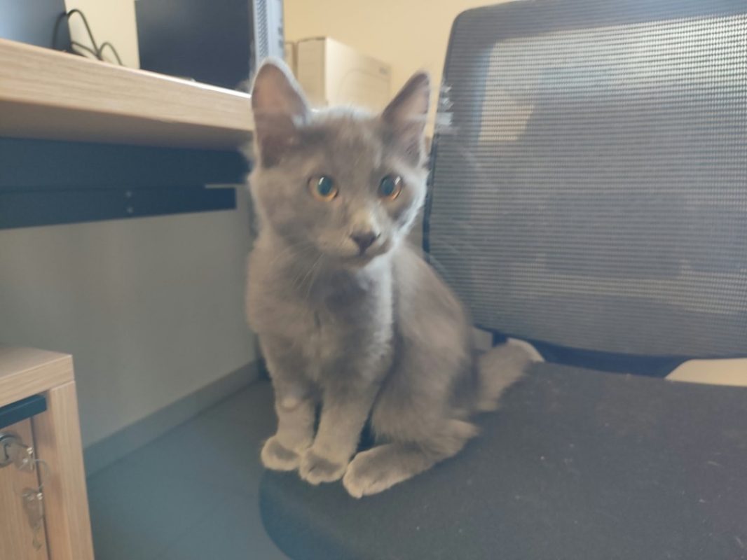 Upamecano - Chat Européen à adopter - photo 2