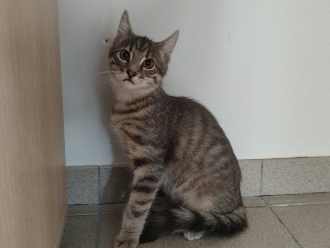 Kante - Chat Européen à adopter