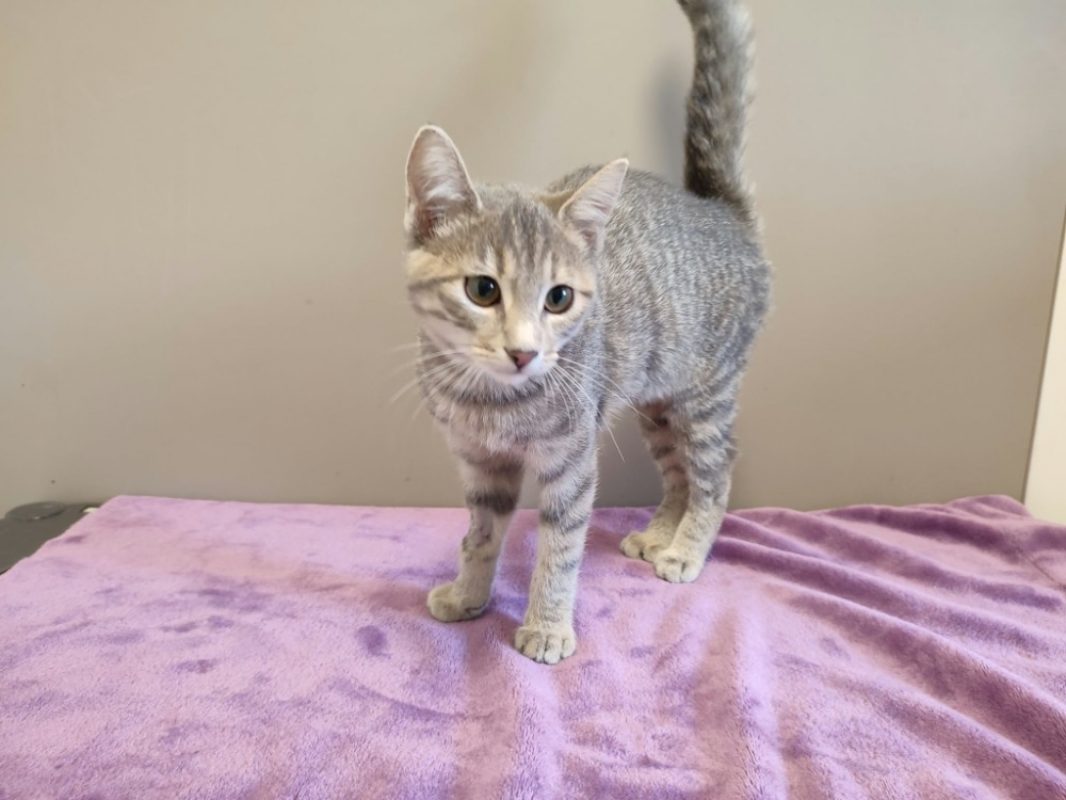 Ngolo - Chat Européen à adopter