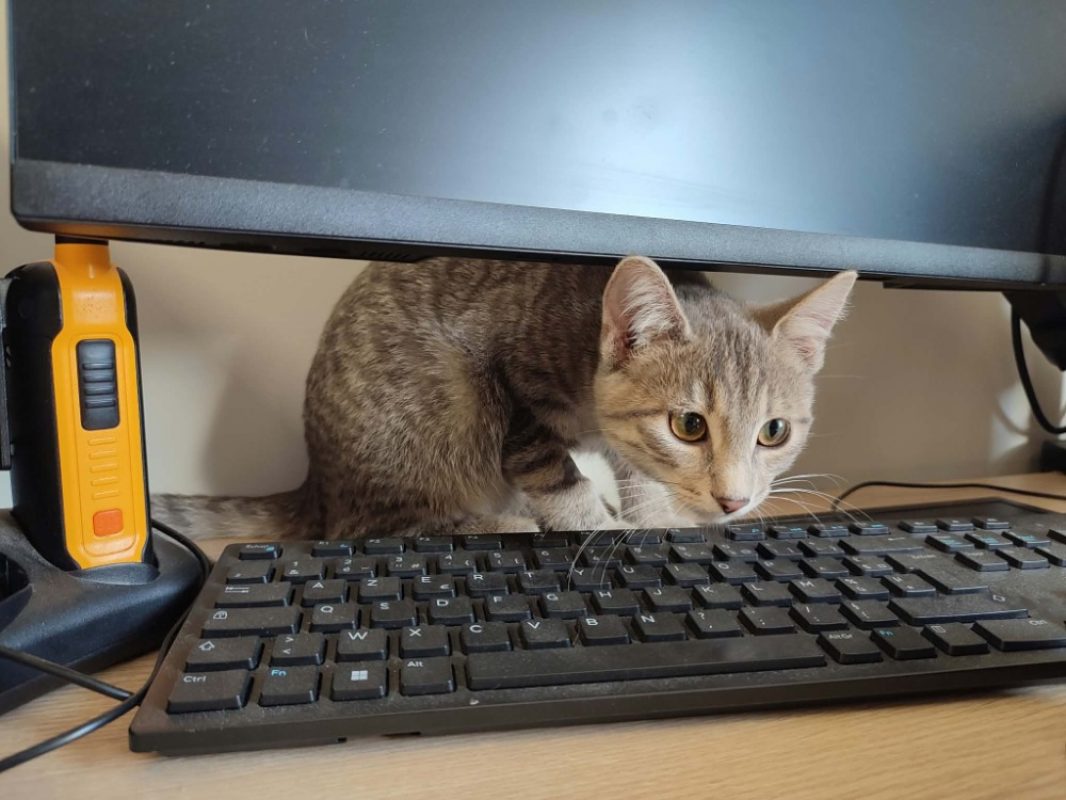 Ngolo - Chat Européen à adopter - photo 2