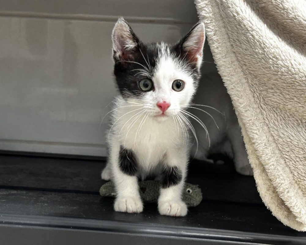 Nova - Chat Européen à adopter