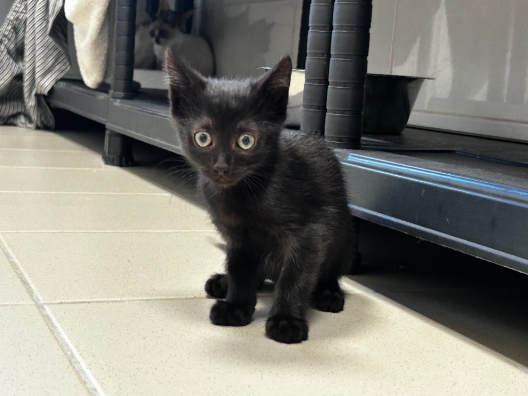 Nox - Chat Européen à adopter