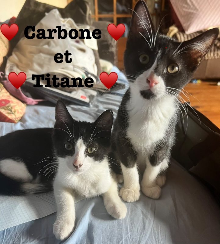 CARBONE ET TITANE - Chat à adopter