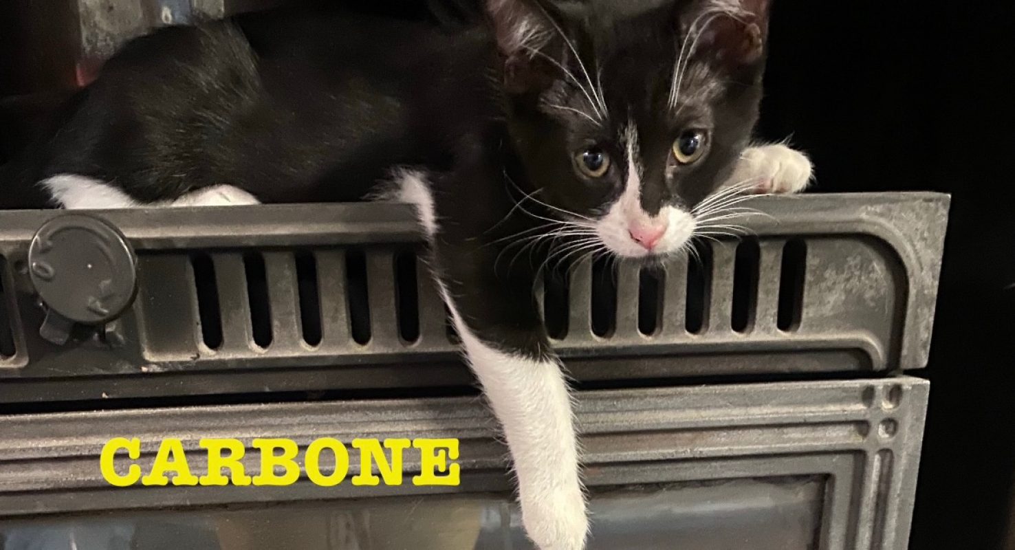 CARBONE ET TITANE - Chat à adopter - photo 2