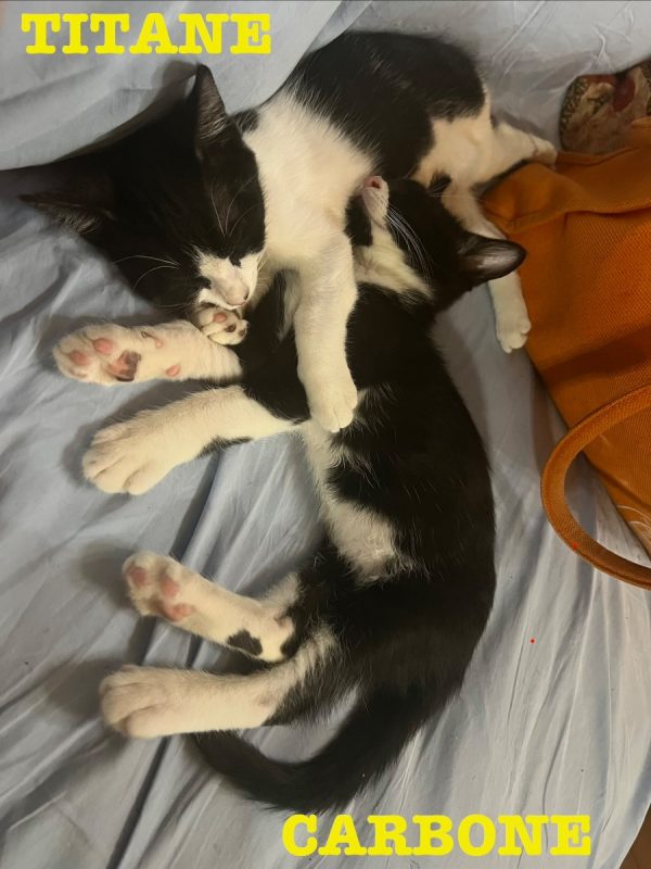 CARBONE ET TITANE - Chat à adopter - photo 3