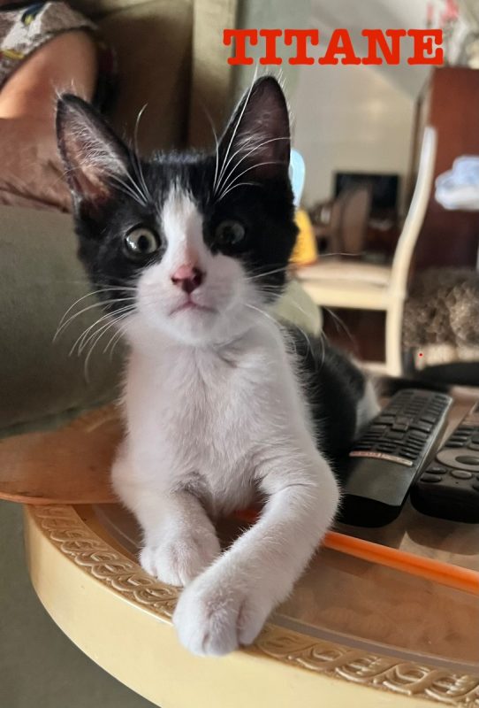 CARBONE ET TITANE - Chat à adopter - photo 5
