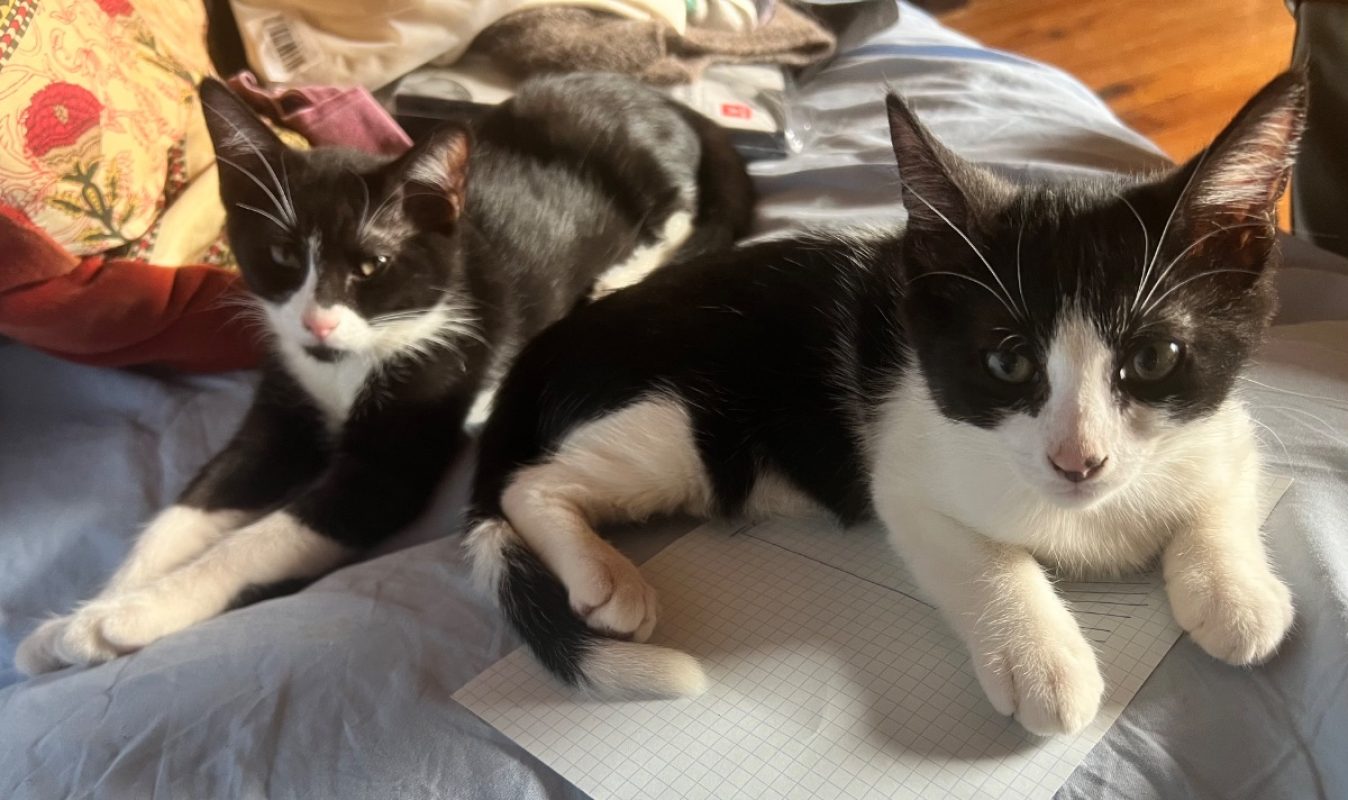 CARBONE ET TITANE - Chat à adopter - photo 4
