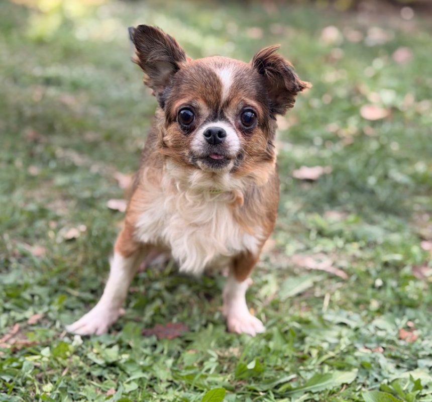 Miska - Chien Chihuahua à adopter
