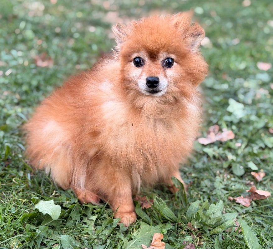 Pepite - Chien Spitz Allemand à adopter