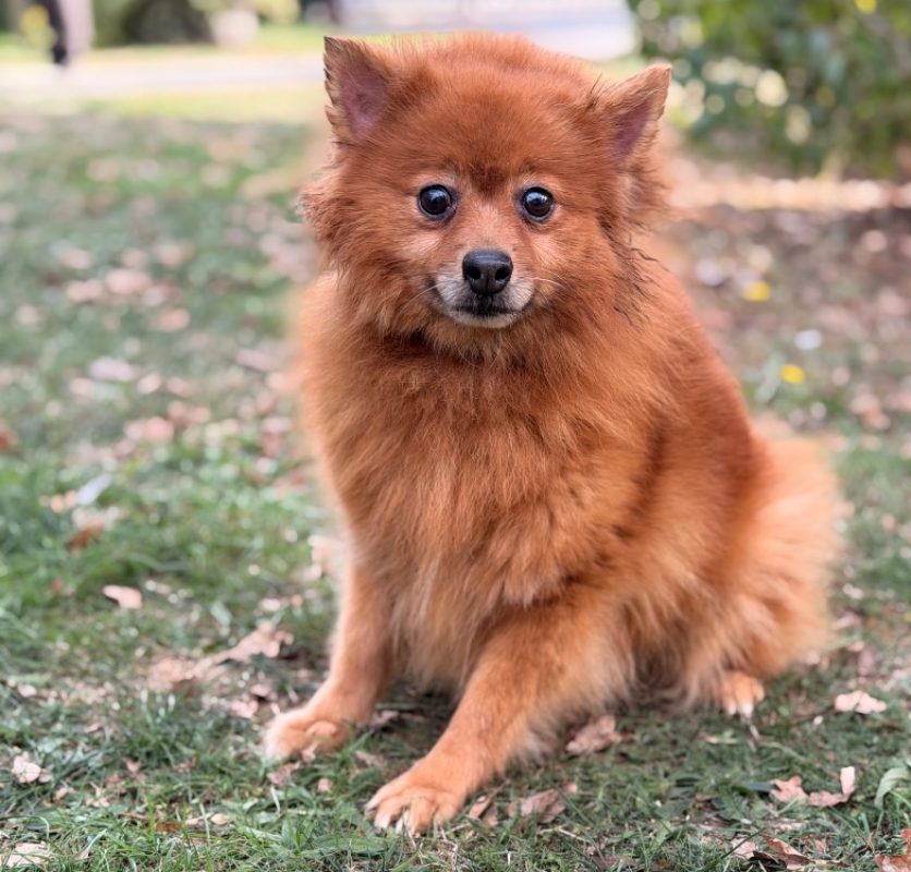 Opaline - Chien Spitz Allemand à adopter