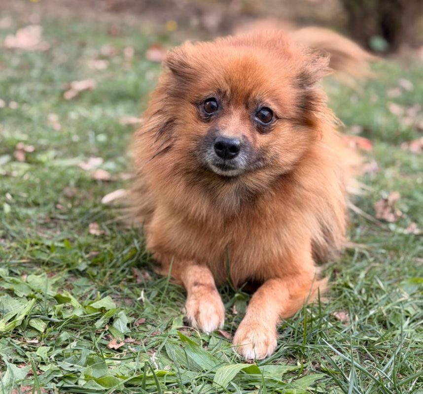 Zelie - Chien Spitz Allemand à adopter
