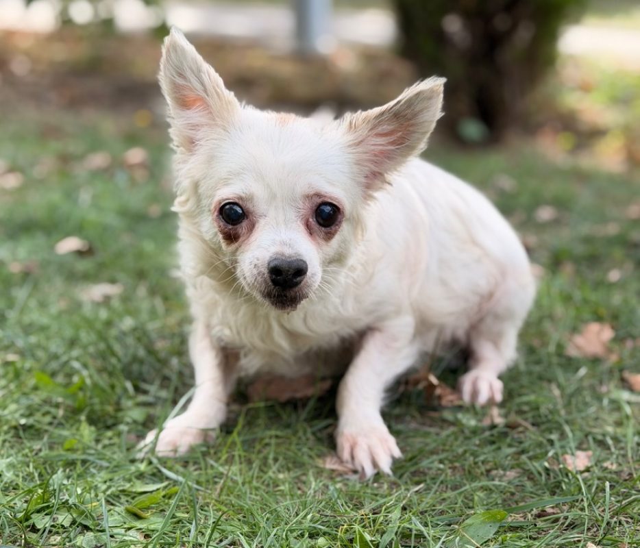 Toundra - Chien Chihuahua à adopter