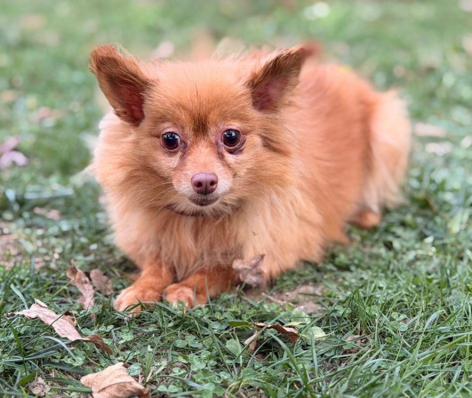 Ninouche - Chien Spitz Allemand à adopter