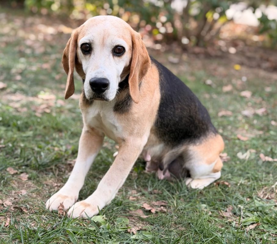 Yumi - Chien Beagle à adopter