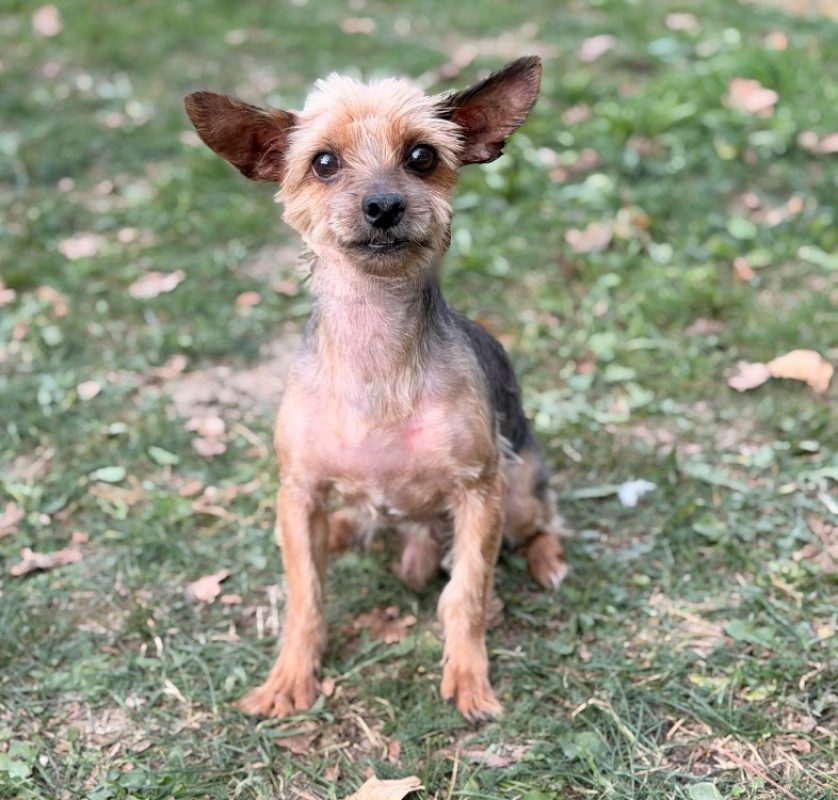 Gatsby - Chien Yorkshire Terrier à adopter
