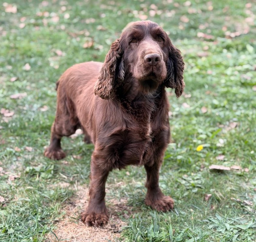 Paillette - Chien à adopter