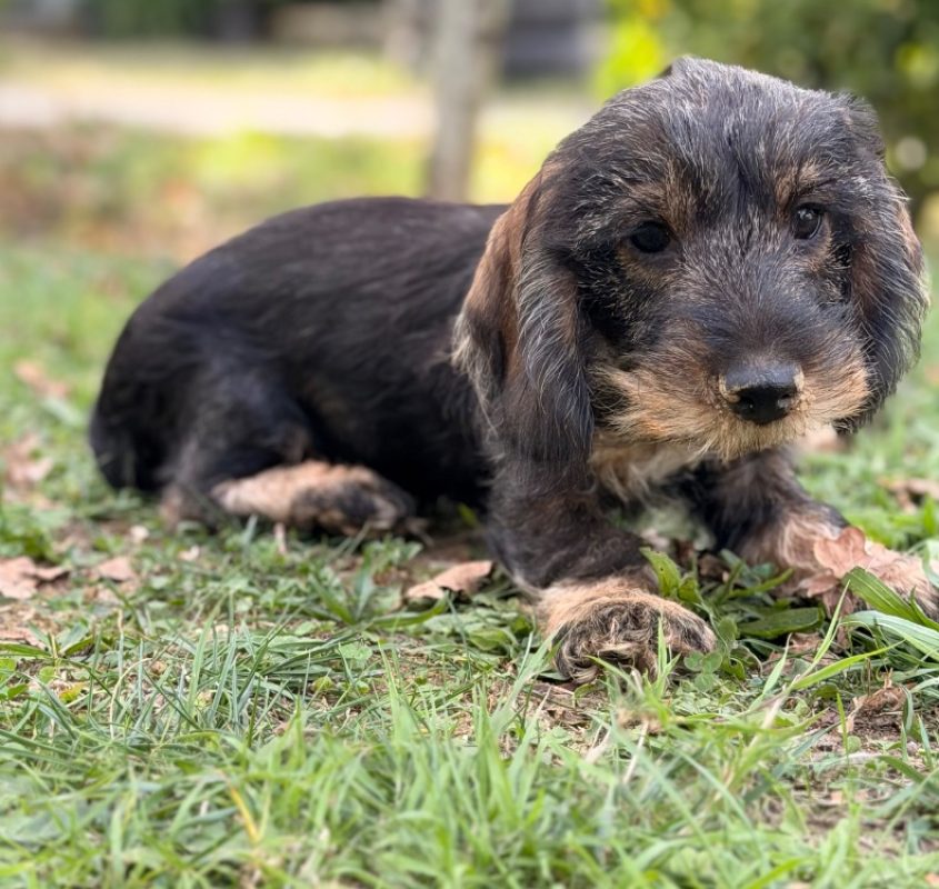 Bretzel - Chien Teckel à adopter