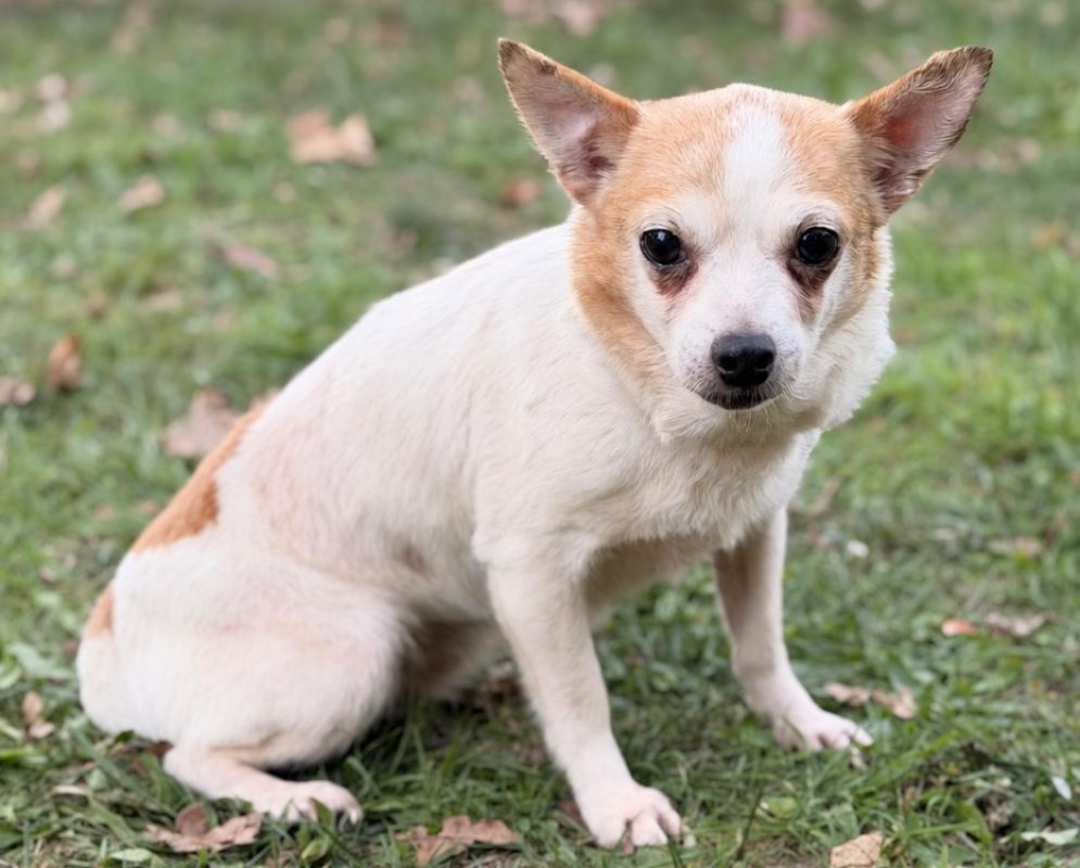 Venus - Chien Chihuahua à adopter