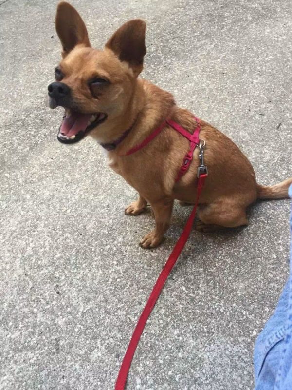 Snickers - Chien à adopter - photo 6