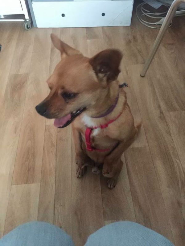 Snickers - Chien à adopter