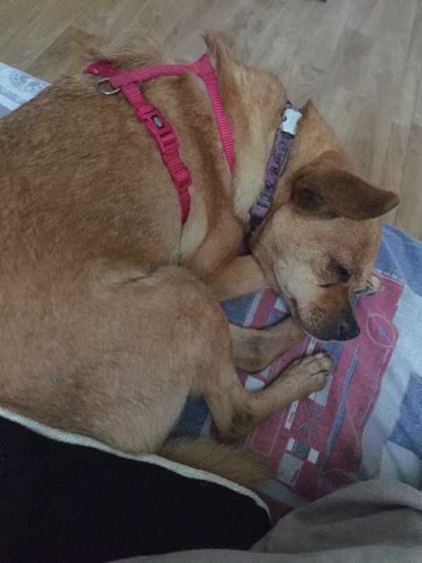 Snickers - Chien à adopter - photo 5