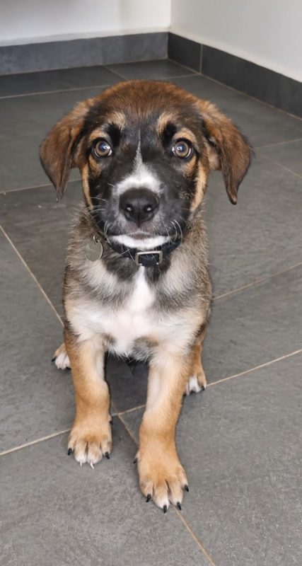 BOCA - Chien à adopter