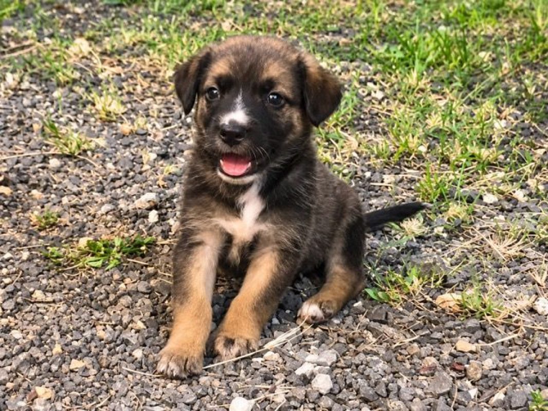 BOCA - Chien à adopter - photo 3