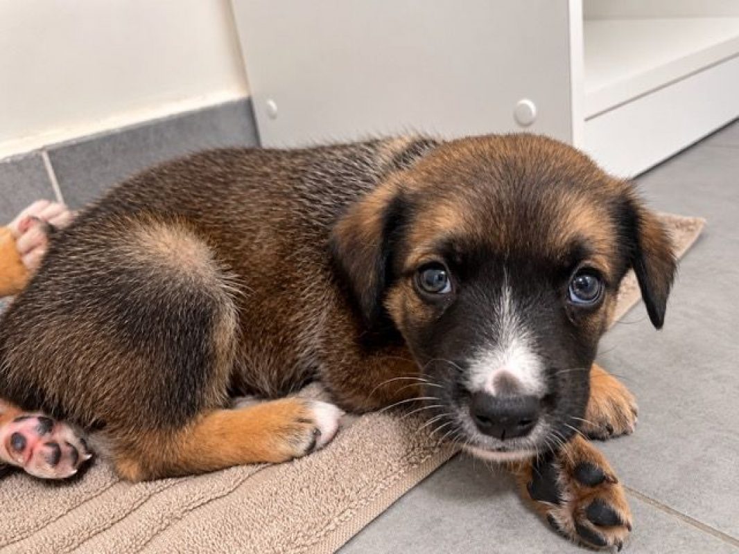 BOCA - Chien à adopter - photo 4