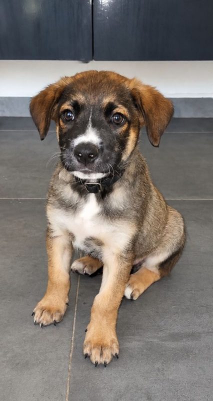 BOCA - Chien à adopter - photo 2