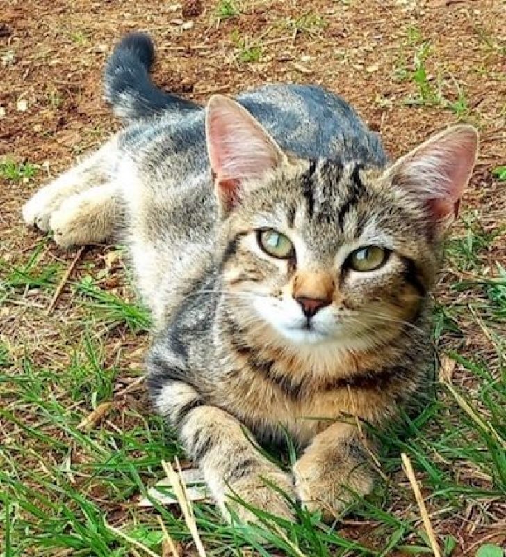 COBRA - Chat à adopter