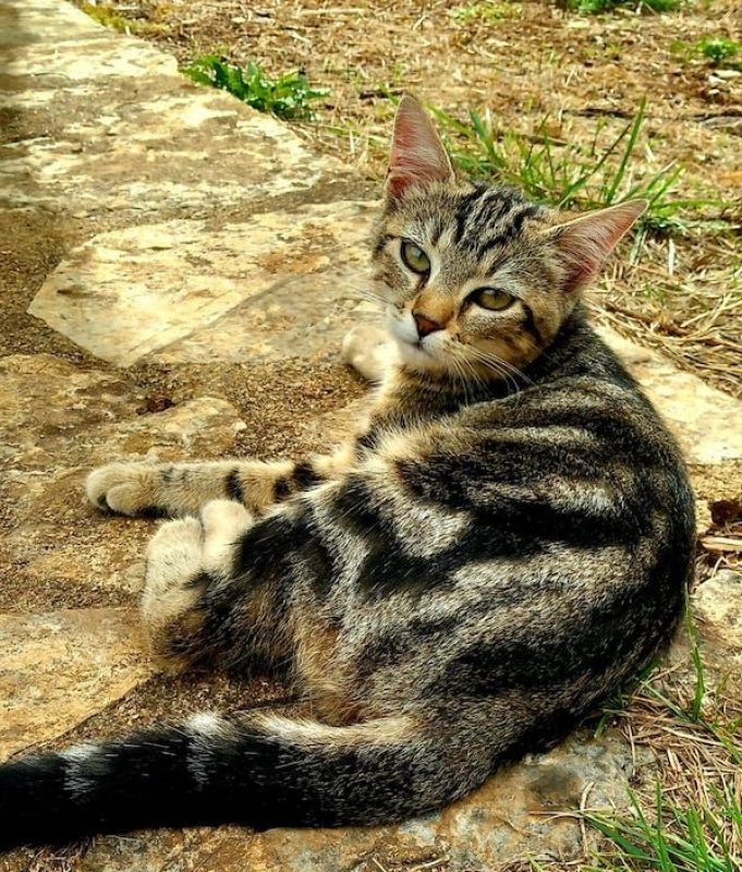 COBRA - Chat à adopter - photo 3