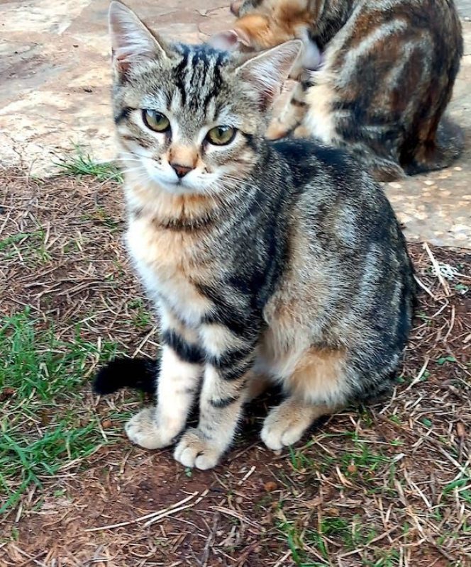 COBRA - Chat à adopter - photo 2