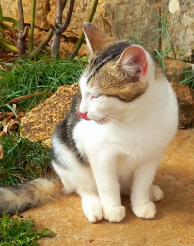 WILLY - Chat à adopter - photo 2