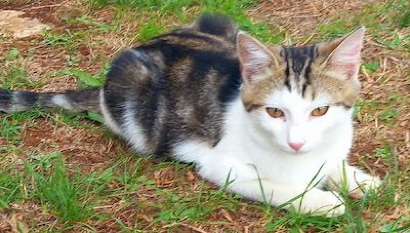 WILLY - Chat à adopter
