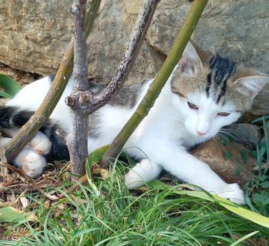 WILLY - Chat à adopter - photo 3