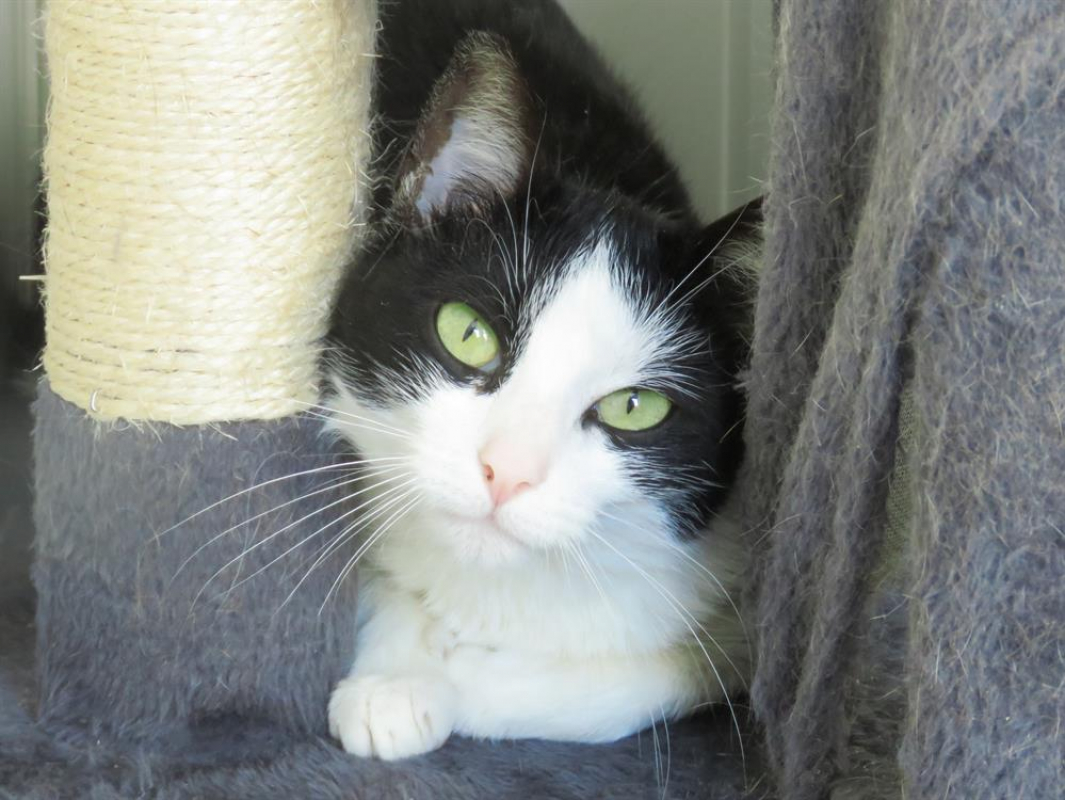 Photo #1 de Trompette