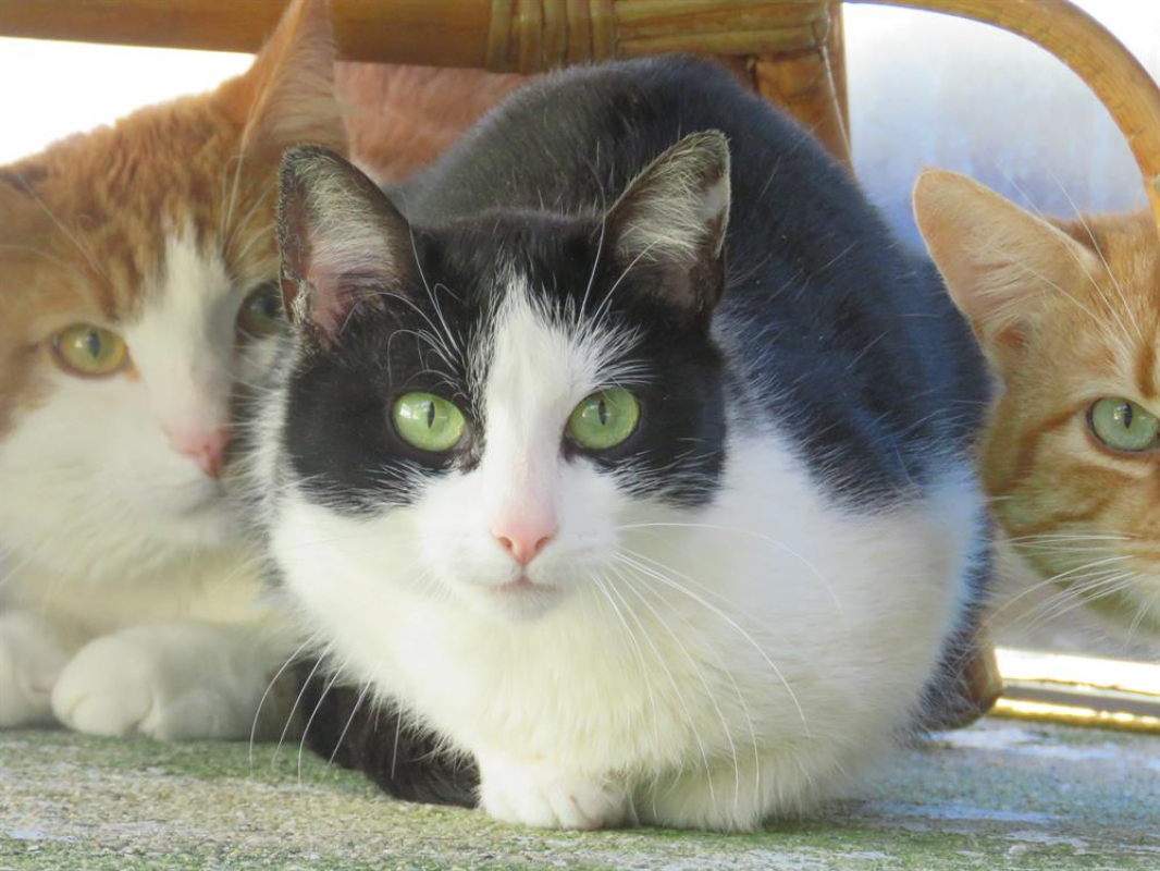 Photo #2 de Trompette