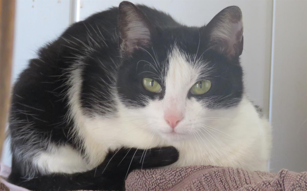 Photo #3 de Trompette